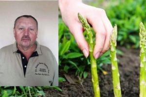 Povestea CUTREMURĂTOARE a românului plecat la cules de sparanghel, MORT de COVID-19, în Germania: „Nea Nicolae striga că vrea să trăiască, dar şefii l-au izolat într-o baracă şi acolo a murit“