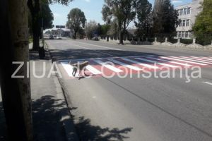 Constanta. Cainele care trece, singur, strada pe trecerea de pietoni. Nu travereseaza, niciodata, fara sa se asigure