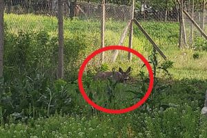 O căprioară rămasă captivă în gospodăria unui localnic din Petreşti a fost eliberată de autorităţi!