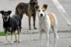 Localităţile din Hunedoara să-şi facă padoc! Primarul Mălăiescu, sătul de maidanezii aduşi în Oţelu Roşu!