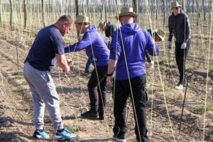 Românii care muncesc la plantat de hamei în Slovenia ”dorm în câmp, primesc 2 EURO şi trei conserve”. Sunt scoşi noaptea din ţară cu autocarele