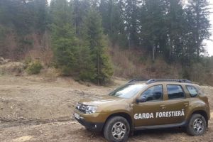 Taieri ilegale de arbori in valoare de 90.000 de lei. Mesajul ministrului Mediului  