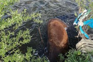 FOTO ȘTIREA TA| Scene ȘOCANTE în Alba Iulia: Cadavrul unui cal zace în râul Ampoi – ”Protecţia animalelor exista în România?”