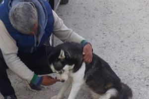 CÂINE DISPĂRUT LA PITEŞTI, GĂSIT DE JANDARMI… LA MERIŞANI