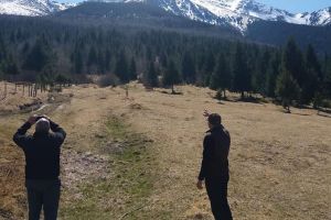 Rangerii monitorizează speciile protejate din Parcul Naţional Munţii Rodnei. Când vor înflori narcisele