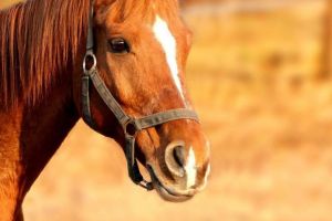 Un cal furat a fost returnat proprietarului, pentru că avea prostul obicei să muşte