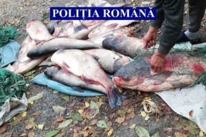 Peste 80 de kilograme de scrumbie, crap şi somn, confiscate de poliţiştii ialomiţeni