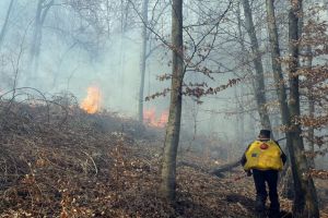 Pădurile din Bihor, în flăcări: incendii de litieră în mai multe sate din judeţ