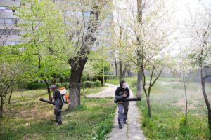 Constanta. Actiuni de dezinsectie in spatiile verzi din oras