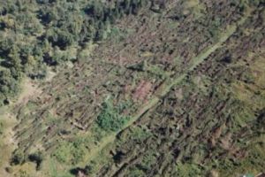 PAGUBELE provocate de FURTUNA din ROMÂNIA sunt URIAŞE. Peste 700 de HECTARE de pădure au fost DISTRUSE