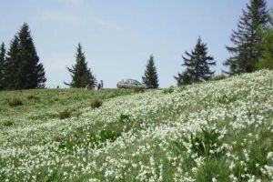 Negrileasa 2020, o sărbătoare doar a florilor şi a naturii, fără public