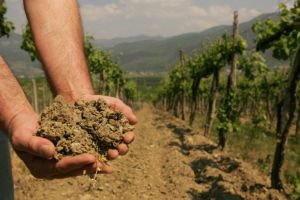 Ministrul Agriculturii anunţă că o secetă istorică va lovi România: „Estimăm o pierdere a producţiei de până la 50%”