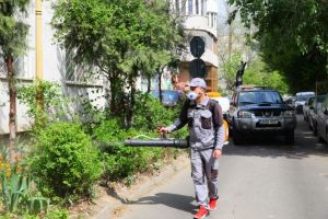 Continua actiunile de dezinsectie la Constanta. Unde se va actiona astazi 