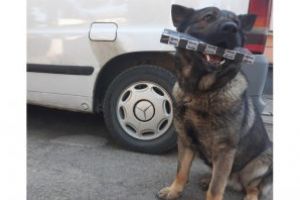Baia Mare: O nouă reuşită pentru câinele poliţist Vis. A mirosit ţigările de contrabandă ascunse într-o maşină (FOTO)
