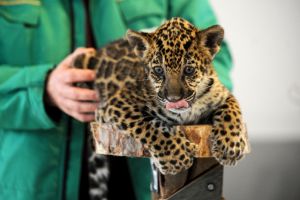 VIDEO: Animalele şi păsările din Grădina Zoologică Sibiu aşteaptă să fie admirate din nou de sibieni