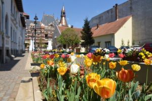 Piaţetă colorată: Sute de lalele multicolore pe strada Iuliu Maniu din Oradea (FOTO)