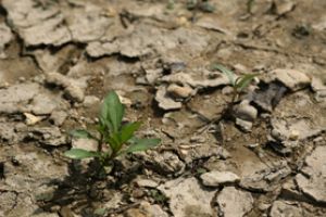 Seceta de anul acesta este la fel de cruntă precum cea din 1947. Prima lovitură o va primi preţul pâinii