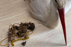 FOTO Berze salvate după ce au fost accidentate de maşini