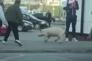 Un porc a scăpat în drum. Proprietara, amendată că nu avea declaraţie