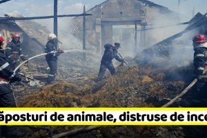 Neamţ: 3 adăposturi de animale, distruse de incendii