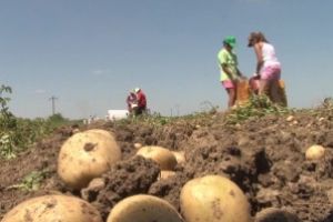 Ministrul Agriculturii lansează un apel pentru susţinerea fermierilor: Haideţi să cumpărăm doar produse româneşti!