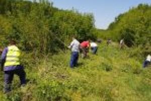 Administraţia Bazinală de Apă Jiu: În aceste zile, personalul S.G.A Dolj curăţă digurile de la Jiu