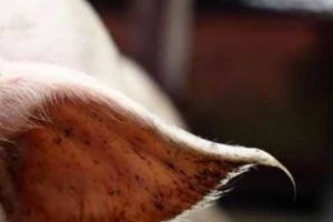 A fost stins ultimul focar de pestă porcină africană în Timiş
