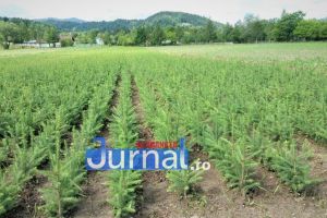 Pepiniera Țarina din Nereju – locul unde se produc de 50 de ani puieţii pentru reîmpăduririle din Vrancea!