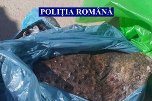 Transporta, fără documente,  95 kg de peşte din speciile cegă, calcan, scrumbie, şi hering. Dosar penal
