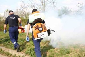 Țânţarii „pişcă” 1 milion de euro din bugetul Timişoarei, până în 2021