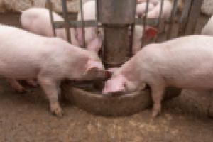 Judeţul Timiş, eliberat de pesta porcină africană. Ultimul focar a fost stins