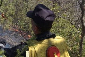 LOCALNICII AU DAT FOC PĂDURII