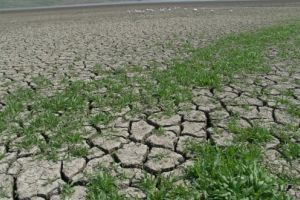 Prefectura Dâmboviţa evaluează pagubele secetei pedologice. Ce trebuie să facă agricultorii afectaţi