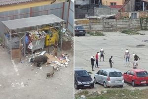 FOTO ȘTIREA TA: Locuitori din Lumea Nouă surprinşi afară la fotbal, iar alţii la căutat prin tomberoane alături de porci
