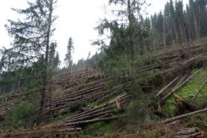 Garda Forestieră: 5472,53 ha de pădure afectate de doborâturi masive în judeţul Braşov