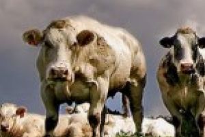 APIA efectuează plata ajutorului de stat pentru serviciile de întocmire şi menţinere a registrelor genealogice şi pentru serviciile de determinare a calităţii genetice a raselor de animale