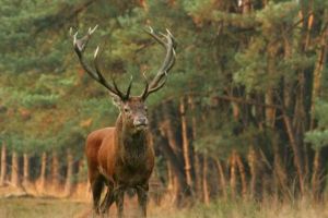 VIDEO Animalele suprinse în habitatul lor, în pădurile de la marginea Braşovului