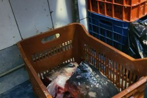 Constanta. Actiune pe linia comertului cu peste si produse din peste. Ce au constatat politistii si ce amenzi au aplicat (galerie foto)