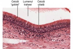 Care sunt celulele vulnerabile în faţa coronavirusului, prin care acesta ne poate infecta