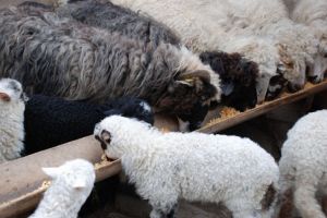 Amendă de 15.000 de lei pentru un bătrân din Prahova care a ieşit să-şi adune oile
