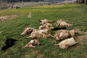 „Terorist” de Zărneşti: a intrat cu maşina în turma de mioare FOTO