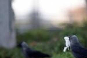 Comunele din estul judeţului sunt peste Lugoj! Administraţia Boldea, corigentă la capitolul curăţenie