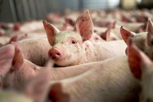 Dâmboviţa: Două focare de pestă porcină nestinse