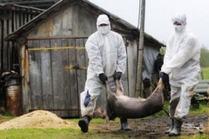 Suspiciune de Pestă Porcină Africană la Odorheiu Secuiesc şi Feliceni. Au fost sacrificate zeci de animale