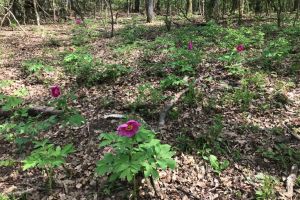 Veşti bune din natură: Bujorul banatic, o floare rară şi protejată care creşte în Bihor, se răspândeşte! (FOTO)