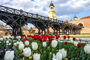 Luna MAI sau FLORAR, plină de prospeţime şi culoare. De ce este bine să bei vin în prima zi a lunii: Tradiţii şi superstiţii