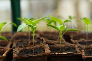 S-a redeschis piaţa de răsaduri de pe strada Decebal din Ploieşti