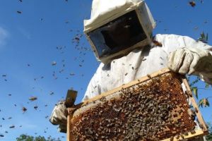 Veşti bune pentru apicultori. 150,6 milioane lei, bugetul Programului Naţional Apicol 2020-2022