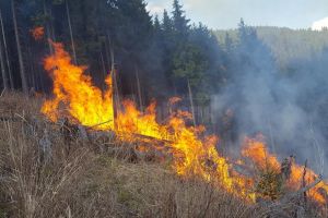 În jur de 200 de oameni au muncit la stingerea a şase incendii care ameninţau pădurea