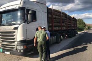 24 de metri cubi de material lemnos confiscat de poliţiştii din Alba Iulia, in urma verificării unui camion: În acte era trecuta o cantitate mai mică faţă de realitate